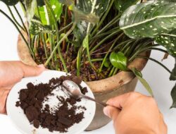 Ampas Kopi untuk Tanaman, Manfaat, Cara Pakai, dan Kesalahan yang Harus Dihindari