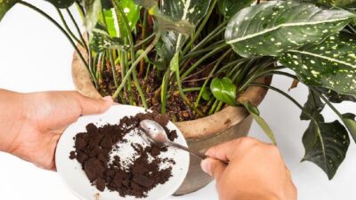 Ampas kopi diketahui memiliki banyak manfaat untuk tanaman, tetapi bagaimana cara penggunaannya yang tepat?