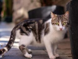 7 Trik Membuat Kucing Liar Enggan Datang ke Rumah