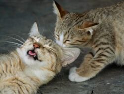 5 Penyebab Kucing Stres yang Wajib Diketahui Pemilik Anabul