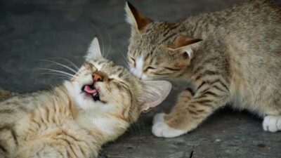 Sebaiknya kenali beberapa penyebab kucing stres.
