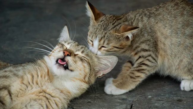 Sebaiknya kenali beberapa penyebab kucing stres.