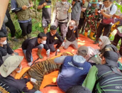 Harimau Palupuh Dievakuasi, Tunggu Lokasi Pelepasliaran