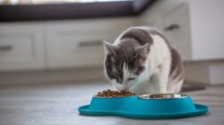 Jangan sembarangan, ini kesalahan yang sering dilakukan saat memberi makan kucing.