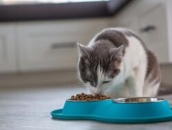 Kucing Bisa Sakit, Hindari 6 Kesalahan Ini Saat Memberikan Makanan