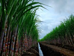 Kewajiban Pabrik Gula Rafinasi Punya Kebun Tebu Dinilai Berisiko Ganggu Investasi