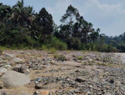 Satu Pohon Satu Kepedulian, Gerakan Adopsi Pohon Selamatkan DAS Sianok