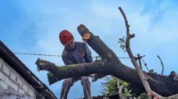 Petugas BPBD Kota Padang mengevakuasi pohon tumbang