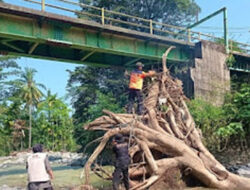 Hujan Deras Seret Pohon Sepanjang 20 Meter, BPBD Padang Percepat Pembersihan Sungai