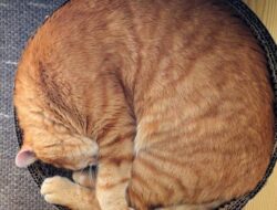 7 Penyebab Kucing Tidur Terlalu Lama, Nomor 7 Wajib Diwaspadai