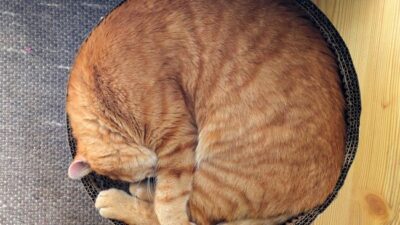 Ternyata ada alasan kenapa kucing tidur seharian.