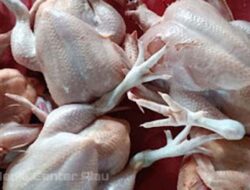 Harga Ayam Potong Naik di Padang, Pasokan Aman dan Kebutuhan Warga Terpenuhi