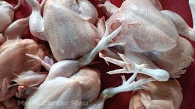 Harga daging ayam potong.