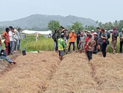 Inovasi Pertanian Jadi Jembatan TTU-Pessel, Metode Sawah Pokok Murah Diuji di Lapangan