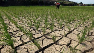 Pulihkan Pertanian NTT Pascagempa, Pemerintah Salurkan Benih hingga Alsintan