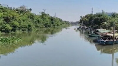 Kemunculan Buaya Muara Ganggu Aktivitas Warga