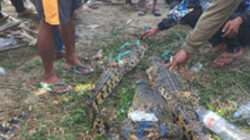 Lima ekor buaya ditangkap warga saat pencarian bocah SD.