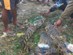 Jasad Muhammad Rifki Ditemukan Usai Dua Hari Pencarian, 5 Buaya Diamankan