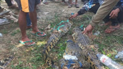 Lima ekor buaya ditangkap warga saat pencarian bocah SD.