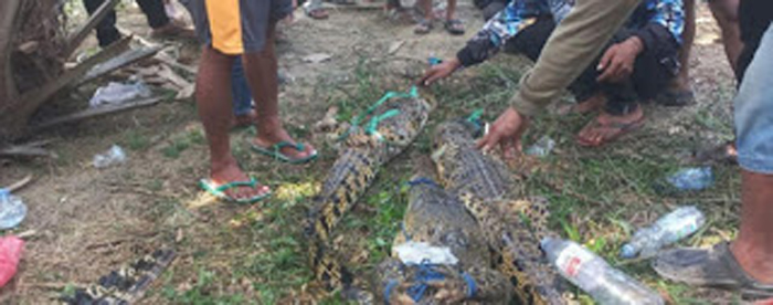 Lima ekor buaya ditangkap warga saat pencarian bocah SD.
