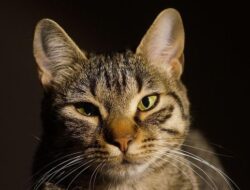 Dulu Kucing Liar, Kini Jadi Kepala Stasiun dan Bintang Wisata di Jepang