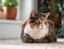 Punya Kucing di Rumah? Ini 3 Gangguan Kesehatan yang Perlu Diwaspadai