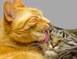 Kucing Oren dan Putih Punya Sifat Beragam