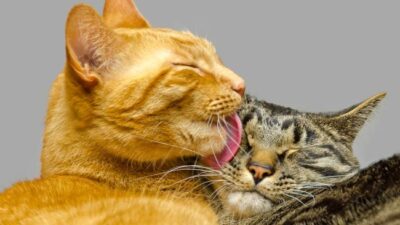 Kucing oren sering dianggap badung.