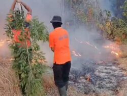 Hotspot Karhutla Melonjak, Kalimantan Selatan Tertinggi