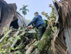 Pohon Kedondong 15 Meter Tumbang di Bandar Buat