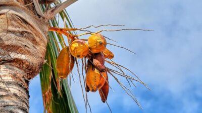 Kelapa Kuning Disebut Bisa Bikin Pintar hingga Tingkatkan Kesuburan, Ini Faktanya.