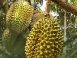 Taruko Sirukam, Destinasi Wisata Agro Baru di Solok