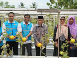 PLN Bangun Greenhouse Melon Hidroponik di Kelurahan Pisang