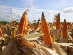 Panen Raya Jagung Lampung Tembus 15 Persen Lebih Tinggi