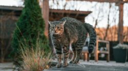 Ada beberapa cara mengatasi kucing yang suka buang air sembarangan.