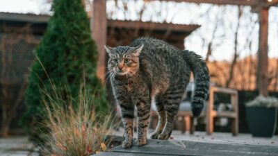 Ada beberapa cara mengatasi kucing yang suka buang air sembarangan.