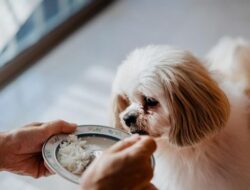 Bolehkah Anjing Makan Nasi? Ini Penjelasannya