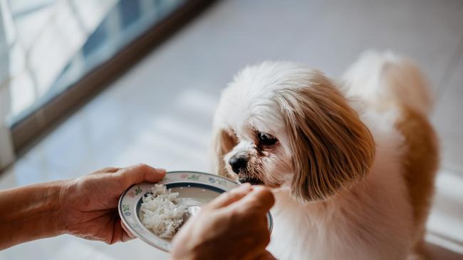 Memilih makanan untuk hewan peliharaan di rumah bukan perkara yang sederhana, termasuk untuk anjing. Contohnya, apakah anjing boleh makan nasi?