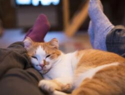 Kucing Pandai Sembunyikan Sakit, Kenali Tandanya