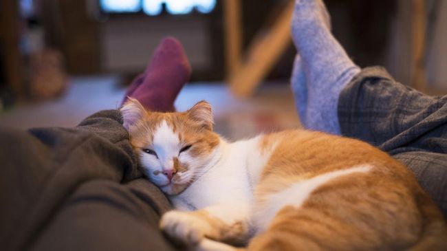 Kucing bisa menyembunyikan rasa sakitnya.