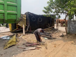 Bus Serobot Jalur, Truk Sapi Terguling