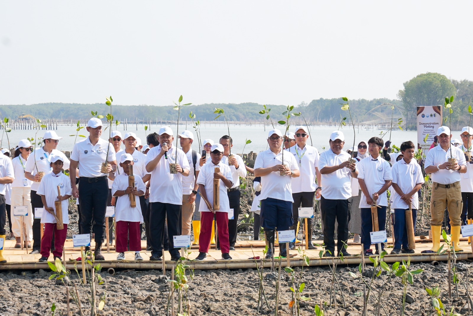 BRI Peduli tanam 30 ribu bibit mangrove.