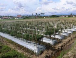 Harga Cabai Sumbar Diprediksi Tinggi 1,5 Bulan