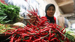 Harga cabai