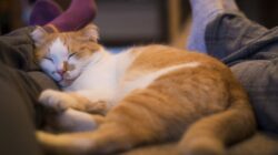 Ini yang harus diperhatikan jika ingin tidur dengan kucing.