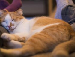 Tidur Bersama Kucing, Kenali Manfaat dan Risikonya
