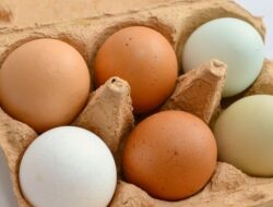Apa Bedanya Telur Putih dan Cokelat? Simak Penjelasannya