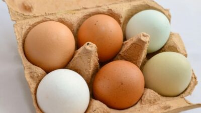 Bingung pilih telur cangkang putih atau cokelat? Ternyata, selain warna cangkang, tak ada perbedaan yang signifikan di antara keduanya.