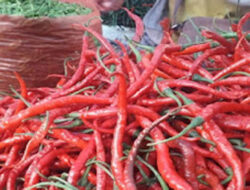Harga Cabai Mahal, Pemerintah Dorong Petani Tingkatkan Produksi