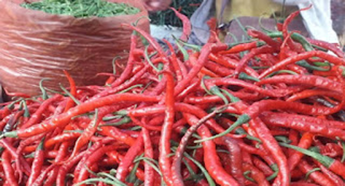 Cabai merah.